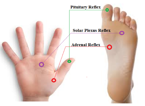 Image result for pressure point on foot for adrenal gland